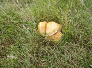 Efterårets svampe