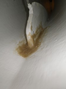 IMGP2123